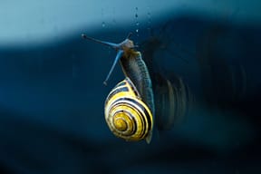 Como testar a velocidade da Internet... 9 yellow and brown snail top of body of water